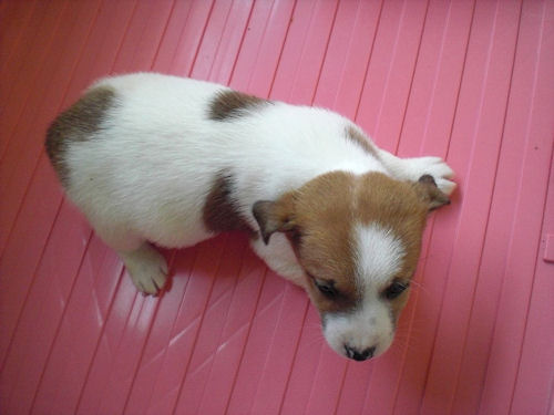 ジャックラッセルテリア　ブリーダー　子犬販売の専門店　AngelWan　神奈川　東京　千葉