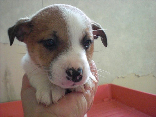 ジャックラッセルテリア　ブリーダー　子犬販売の専門店　AngelWan　秋田　青森　岩手