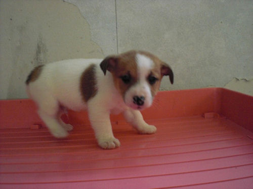 ジャックラッセルテリア　ブリーダー　子犬販売の専門店　AngelWan　福島　宮城　長野