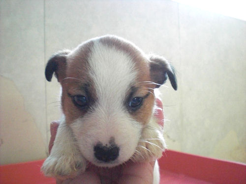 ジャックラッセルテリア ブリーダー直販 出産情報 ジャックラッセルテリア ブリーダー 子犬販売の専門店 AngelWan ペットショップ 横浜