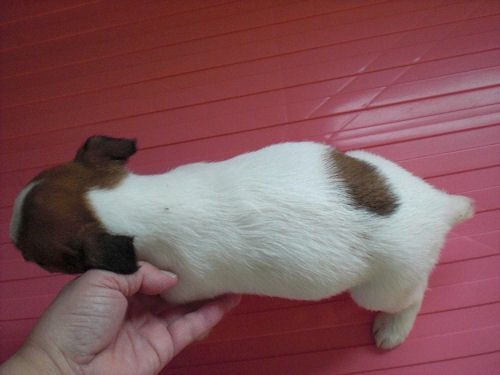 ジャックラッセルテリア 横浜市 ペットショップ ジャックラッセルテリア ブリーダー 子犬販売の専門店 AngelWan 瀬谷区 戸塚区