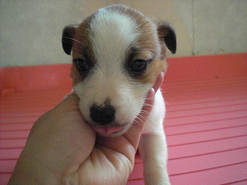 ジャックラッセルテリア アジリティ スポーツ ジャックラッセルテリア ブリーダー 子犬販売の専門店 AngelWan 都筑区 港北区