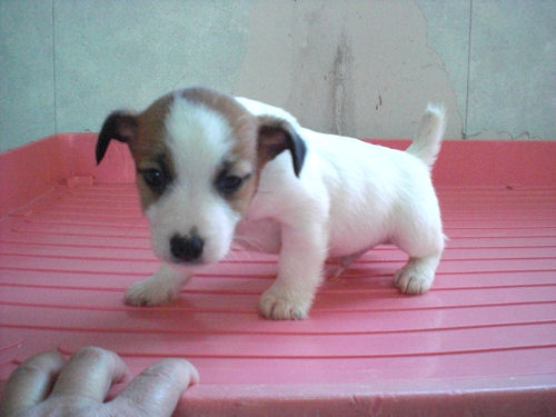 ジャックラッセルテリア ドッグショー JKC ジャックラッセルテリア ブリーダー 子犬販売の専門店 AngelWan 港南区 青葉区