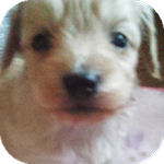 ミックス犬の子犬 クリーム系 オス/メス mix ブリーダー 子犬販売の専門店 AngelWan 横浜