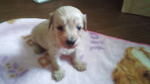 ミックス犬 ブリーダー 販売 mix ブリーダー 子犬販売の専門店 AngelWan 千葉 埼玉 戸塚区 港北区 都筑区