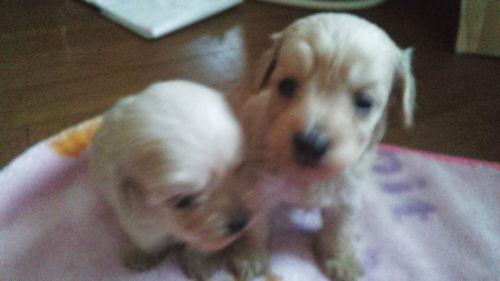 ミックス(Mダックス×トイプードル) 雑種 デザインドッグ mix ブリーダー 子犬販売の専門店 AngelWan ペットショップ 横浜 神奈川 東京