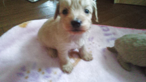 MIX犬 仔犬 ハーフ犬 mix ブリーダー 子犬販売の専門店 AngelWan 兵庫 福岡 京都 大阪 愛知 静岡