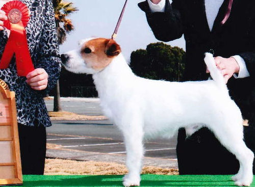 ジャックラッセルテリア　ブリーダー　子犬販売の専門店　AngelWan　JKC　父犬　ショー