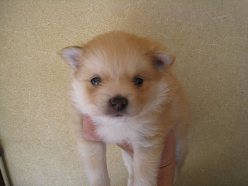 ポメラニアン　ブリーダー　子犬販売の専門店　AngelWan　東京都内　ペットショップ