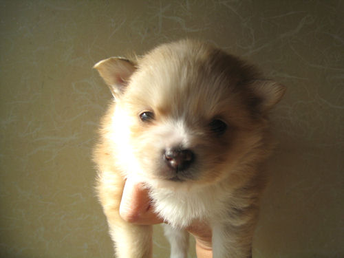 ポメラニアン　ブリーダー　子犬販売の専門店　AngelWan　福岡 兵庫　名古屋　岐阜