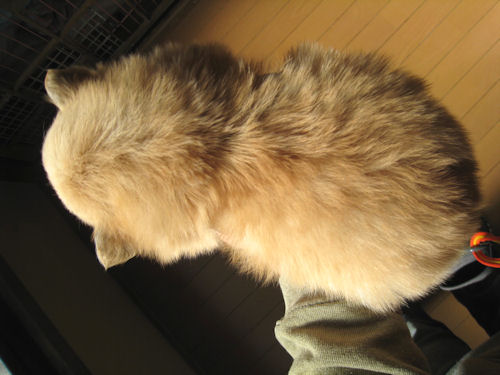 ポメラニアン　ブリーダー　子犬販売の専門店　AngelWan　町田　川崎　相模原