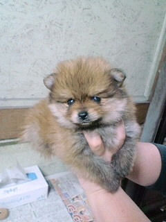 ポメラニアン　ブリーダー　子犬販売の専門店　AngelWan　福岡　兵庫　鎌倉　東京