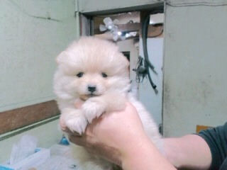 ポメラニアン　ブリーダー　子犬販売の専門店　AngelWan　川崎　町田　相模原　藤沢