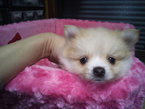 ポメラニアン　ブリーダー　子犬販売の専門店　AngelWan　東京都内　町田　湘南　相模原