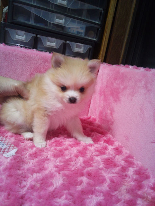 ポメラニアン　ブリーダー　子犬販売の専門店　AngelWan　青森　秋田　群馬　岩手　福島