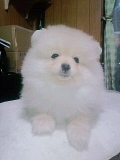 ポメラニアン　ブリーダー　子犬販売の専門店 ＡｎｇｅｌＷａｎ　川崎　千葉　埼玉　福岡　愛知