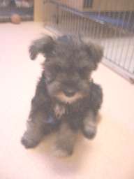 Mシュナウザー　ブリーダー　子犬販売の専門店　AngelWan　川崎　町田　相模原