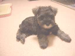 Mシュナウザー　ブリーダー　子犬販売の専門店　AngelWan　泉区　瀬谷区　港北区