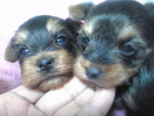 ヨーキー　ブリーダー　子犬販売の専門店　AngelWan　神奈川　ペットショップ