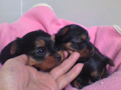 ヨーキー　ブリーダー　子犬販売の専門店　AngelWan　兵庫　愛知　福岡　東京