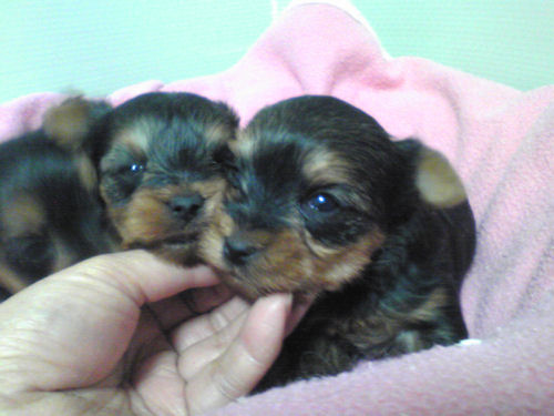 ヨーキー　ブリーダー　子犬販売の専門店　AngelWan　戸塚区　港北区　都筑区