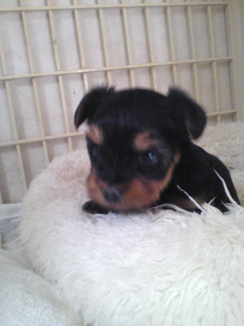 ヨーキー　ブリーダー　子犬販売の専門店　AngelWan　港北区　都筑区　青葉区　緑区