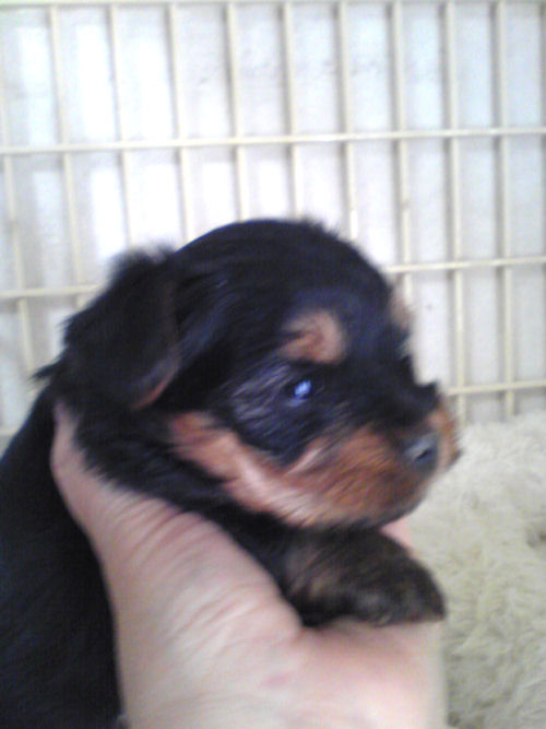 ヨーキー　ブリーダー　子犬販売の専門店　AngelWan　兵庫　福岡　東京　埼玉　千葉　