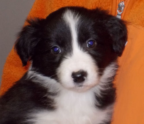 ボーダーコリー　ブリーダー　子犬販売の専門店　AngelWan　名古屋　静岡　岡山　兵庫