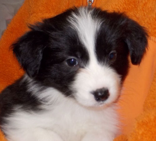 ボーダーコリー　ブリーダー　子犬販売の専門店　AngelWan　東京　千葉　埼玉　神奈川