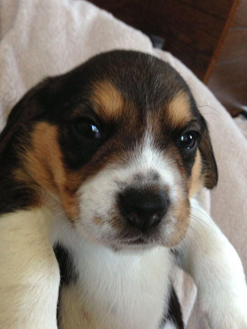 ビーグル　ブリーダー　子犬販売の専門店　ＡｎｇｅｌＷａｎ　東京　神奈川　川崎　横浜