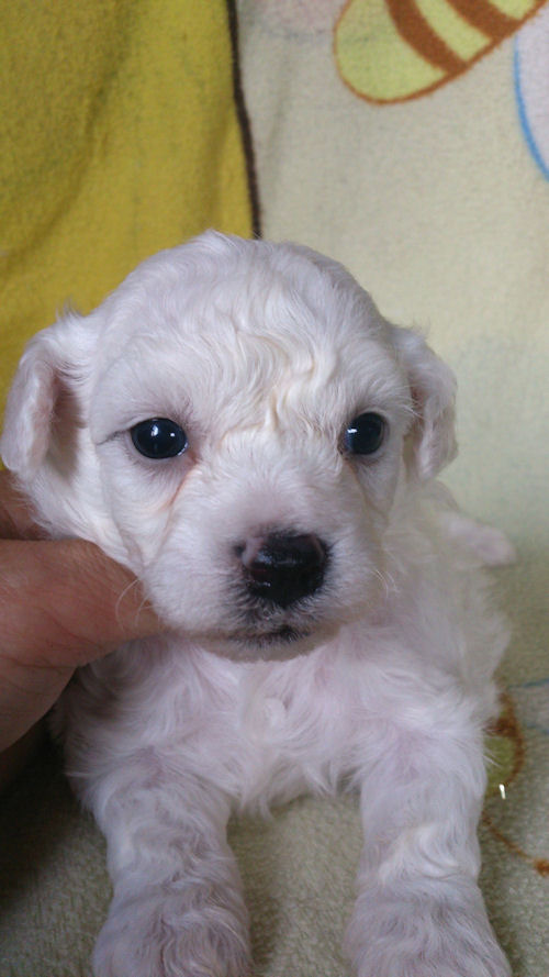 ビションフリーゼ 毛量バツグン 可愛い ビションフリーゼ ブリーダー 子犬販売の専門店 AngelWan 湘南 東京 名古屋 神戸