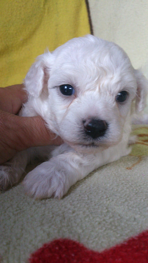 ビションフリーゼ 子犬直販 ブリーダー ビションフリーゼ ブリーダー 子犬販売の専門店 AngelWan 鎌倉 藤沢 町田 川崎