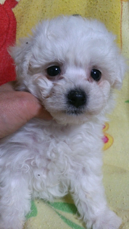 ビションフリーゼ 仔犬 キュート ビションフリーゼ ブリーダー 子犬販売の専門店 AngelWan 茨城 東京 千葉 横浜