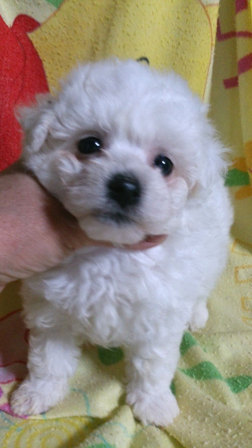 ビションフリーゼ 激カワ 小ぶり ビションフリーゼ ブリーダー 子犬販売の専門店 AngelWan 八王子 相模原 町田