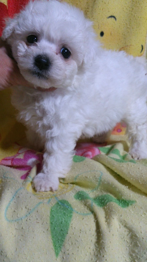 ビションフリーゼ ブリーダー ペットショップ ビションフリーゼ ブリーダー 子犬販売の専門店 AngelWan 小ぶり キュート JKC