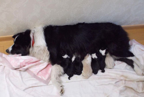 ボーダーコリー　ブリーダー　子犬販売の専門店　AngelWan　東京　福岡　兵庫　大阪