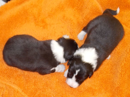 ボーダーコリー　ブリーダー　子犬販売専門店　AngelWan　世田谷　品川　渋谷　新宿