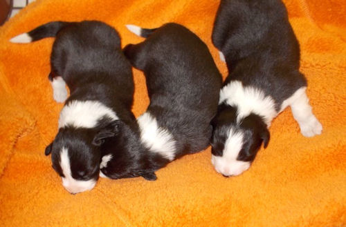 ボーダーコリー　ブリーダー　子犬販売専門店　AngelWan　青葉区　都筑区　港北区