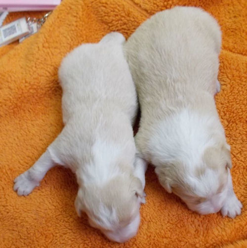 ボーダーコリー　ブリーダー　子犬販売専門店　AngelWan　港南区　鎌倉　逗子　葉山