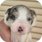 ボーダーコリー　ブリーダー　子犬販売の専門店　AngelWan　　横浜