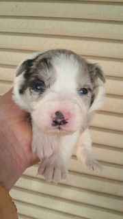 ボーダーコリー　ブリーダー　子犬販売の専門店　AngelWan　つくば　練馬　世田谷　津