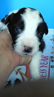 ボーダーコリー　ブリーダー　子犬販売の専門店　AngelWan　福岡　神戸　名古屋　岡山