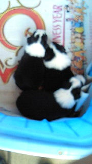 ボーダーコリー　ブリーダー　子犬販売の専門店　AngelWan　湘南　港北　川崎　町田