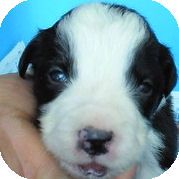 ボーダーコリー　ブリーダー　子犬販売の専門店　AngelWan　横浜