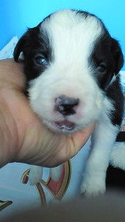 ボーダーコリー　ブリーダー　子犬販売の専門店 AngelWan　瀬谷区　泉区　戸塚区　中区