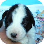 ボーダーコリー　ブリーダー　子犬販売の専門店　AngelWan　横浜