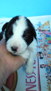 ボーダーコリー　ブリーダー　子犬販売の専門店　AngelWan　茅ヶ崎　辻堂　鎌倉　葉山