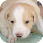 ボーダーコリー　ブリーダー　子犬販売の専門店　AngelWan　横浜