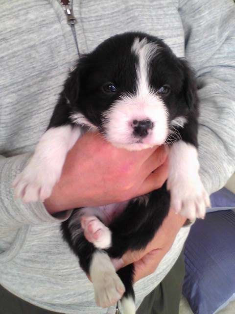 ボーダーコリー　ブリーダー　子犬販売の専門店　AngelWan　牧羊犬　オーストラリア