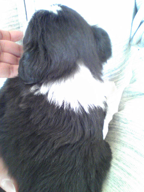 ボーダーコリー　ブリーダー　子犬販売の専門店　AngelWan　黒白　ブレーズ　カラー